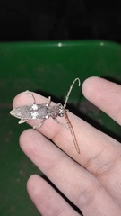 Enaphalodes taeniatus