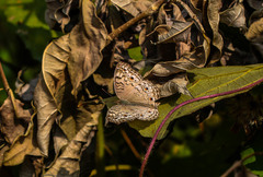 Junonia atlites