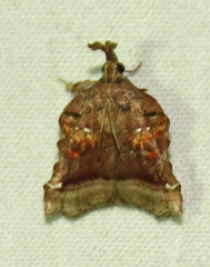 Clydonopteron sacculana