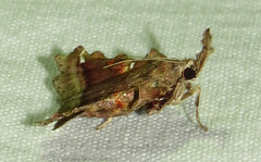 Clydonopteron sacculana