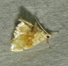 Lipocosma sicalis