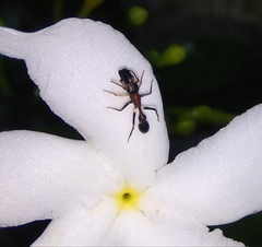 Myrmarachne melanocephala