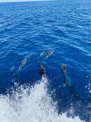 Stenella longirostris