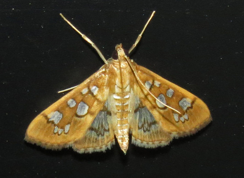 Media Moth photo 4