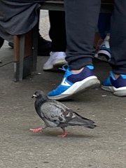 Columba livia
