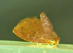 Heterogenea shurtleffi