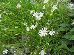 Stellaria nipponica