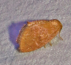 Heterogenea shurtleffi