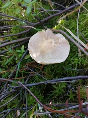 Hebeloma incarnatulum