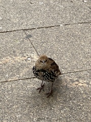 Sturnus vulgaris