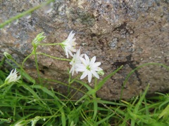 Stellaria nipponica