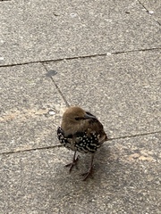 Sturnus vulgaris