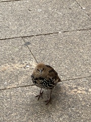 Sturnus vulgaris