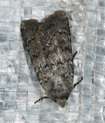Euxoa comosa