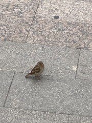 Passer domesticus