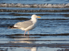 Larus argentatus image