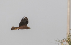 Circus aeruginosus
