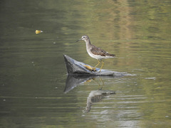 Tringa glareola