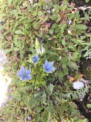 Lomatogonium carinthiacum