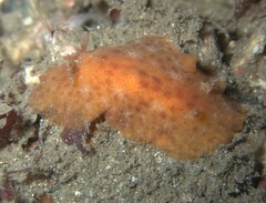 Discodorididae