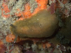 Dendrodoris fumata