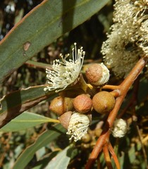 Eucalyptus diversifolia