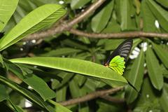 Troides magellanus sonani