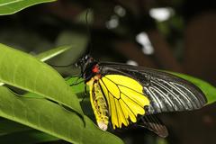 Troides magellanus sonani