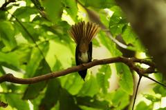 Terpsiphone atrocaudata