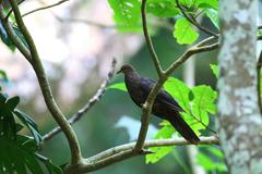 Macropygia tenuirostris