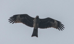 Milvus migrans