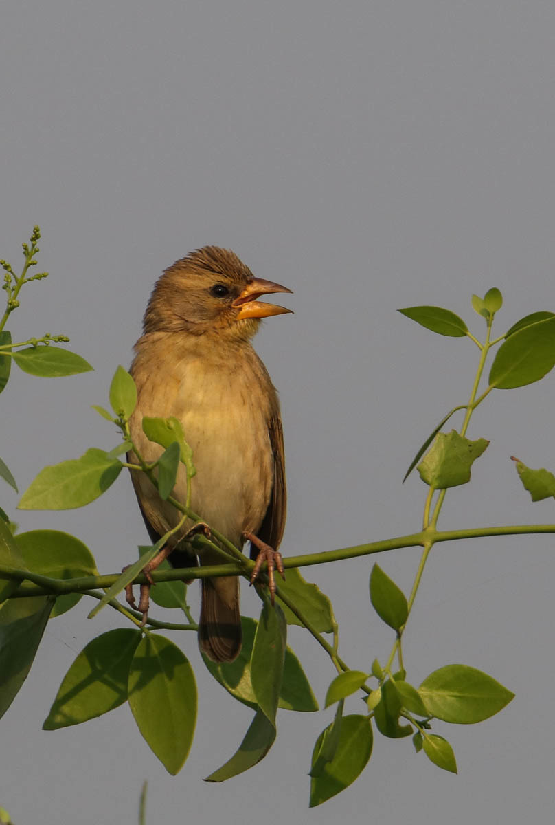 Baya Weaver