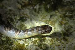 Laticauda semifasciata