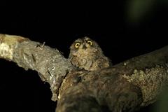 Otus elegans botelensis