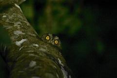 Otus elegans botelensis