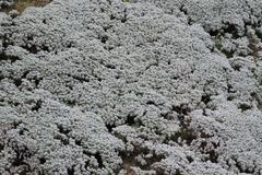 Crossostephium chinense