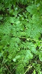 Anthriscus sylvestris