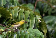 Catapaecilma major