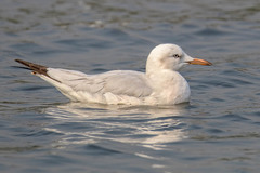 Chroicocephalus genei