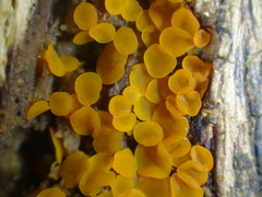 Orbiliales