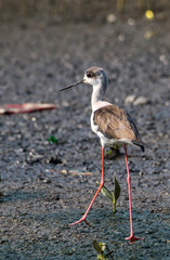 Himantopus himantopus