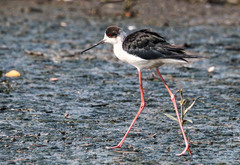 Himantopus himantopus