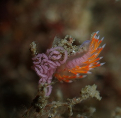 Coryphellina poenicia