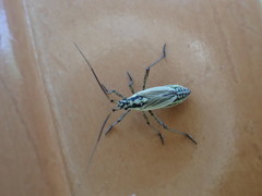 Leptopterna dolabrata