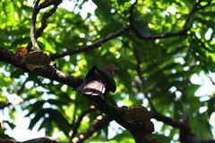 Macropygia tenuirostris