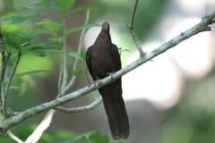 Macropygia tenuirostris