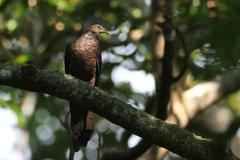 Macropygia tenuirostris