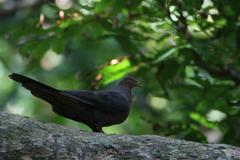 Macropygia tenuirostris