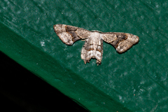 Phazaca leucocephala