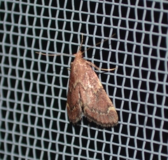 Hypsopygia intermedialis